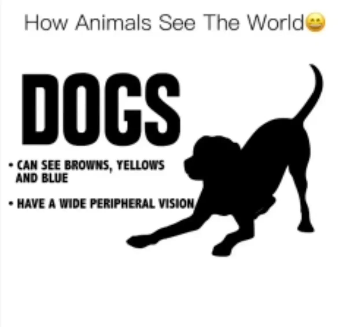 دنیا از دیدِ حیوانات چگونه است؟