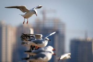 حضور پرندگان مهاجر در تهران +تصاویر
