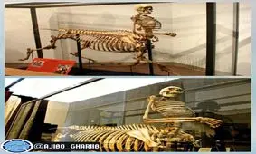 اسکلت عجیب و غریب در اسکاتلند