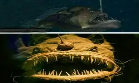 ترسناکترین ماهی جهان