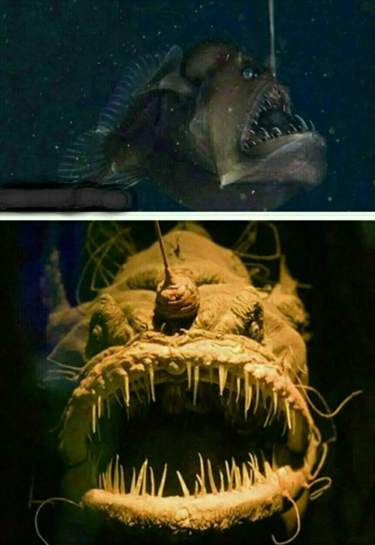 ترسناکترین ماهی جهان