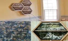 پرورش زنبور عسل خانگی