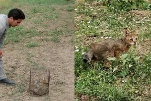 رها سازی دو قلاده گربه وحشی در پناهگاه حیات وحش یخاب