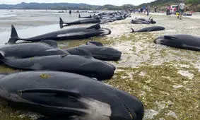 خودکشی گروهی 28 نهنگ خلبان در سواحل استرالیا