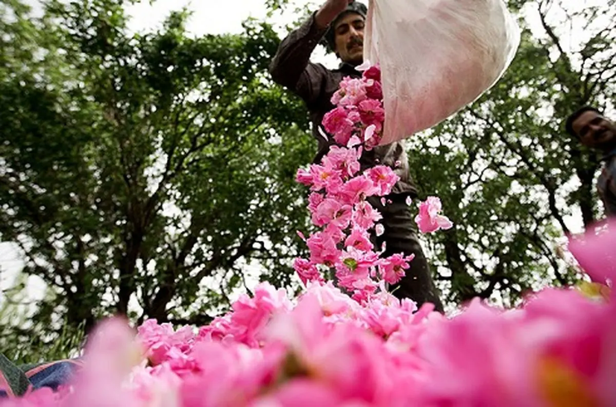 خواص گلاب از کاهش استرس