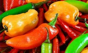 فلفل را متعادل بخورید