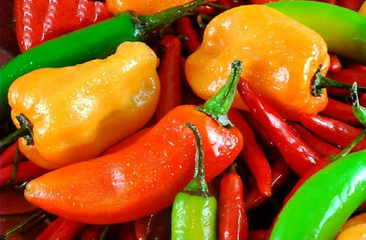 فلفل را متعادل بخورید