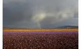 ایران بزرگترین تولید کننده زعفران جهان
