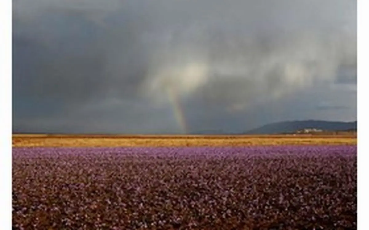 ایران بزرگترین تولید کننده زعفران جهان