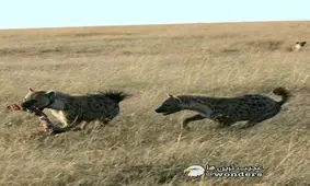کفتارها در هنگام شکار و صرف غذا قهقهه سر می‌دهند!