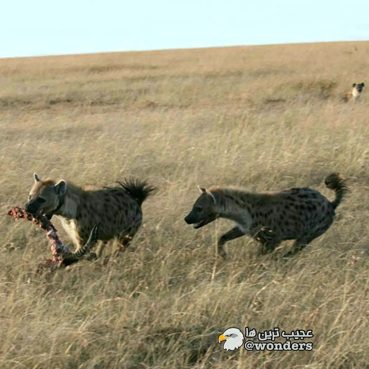 کفتارها در هنگام شکار و صرف غذا قهقهه سر می‌دهند!