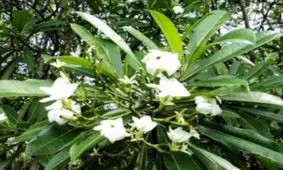 قتل عمد با گیاه درخت مرگبار+عکس