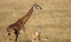 مبارزه یک زرافه با شیر+ عکس