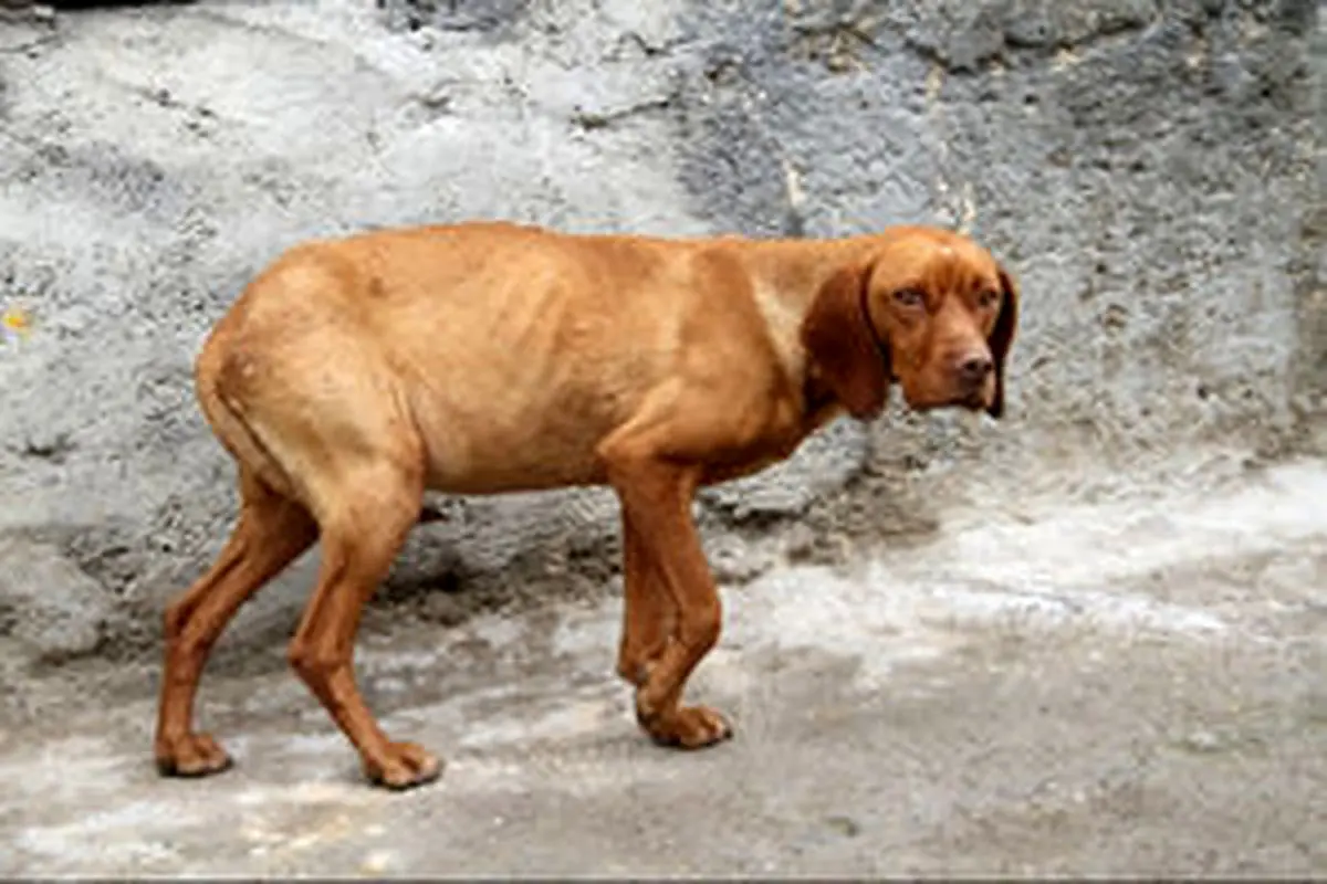 آنان که به زندگی سگی می‌بالند!