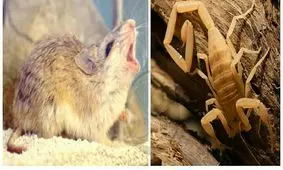 گراس هاپر موش گرگینه