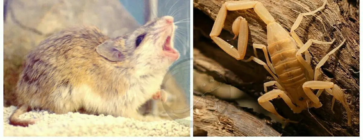 گراس هاپر موش گرگینه