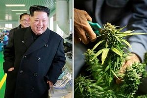 کاشت ماریجوانا و تریاک در کره شمال قانونی است