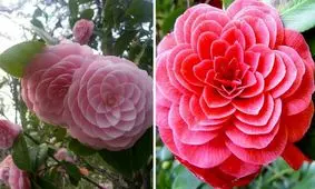 PHI متقارن ترین گل در جهان