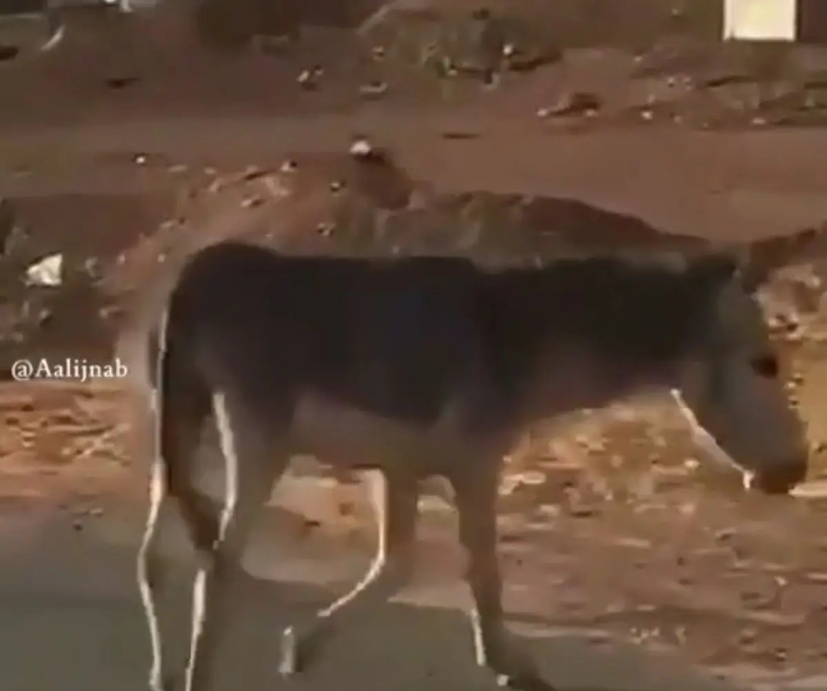 وقتی آزاد هستید اما ذهنتان درگیر است