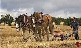 ۱۰ واقعیت جالب درباره اسب‌ها که نمی‌دانستید! + تصاویر