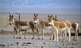 آغاز دور جدید انتقال گورخرهای ایرانی به سمنان