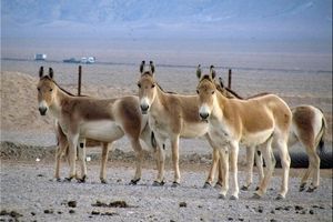 آغاز دور جدید انتقال گورخرهای ایرانی به سمنان