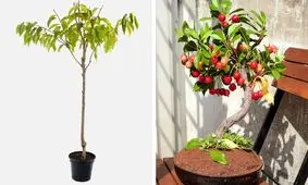 ۸ میوه‌ای که می‌توانید به راحتی در گلدان خانگی پرورش دهید+ تصاویر و دستوالعمل