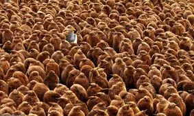 "پادشاه پنگوئن" برنده مسابقه عکاسی جامعه زیست‌شناسی بریتانیا