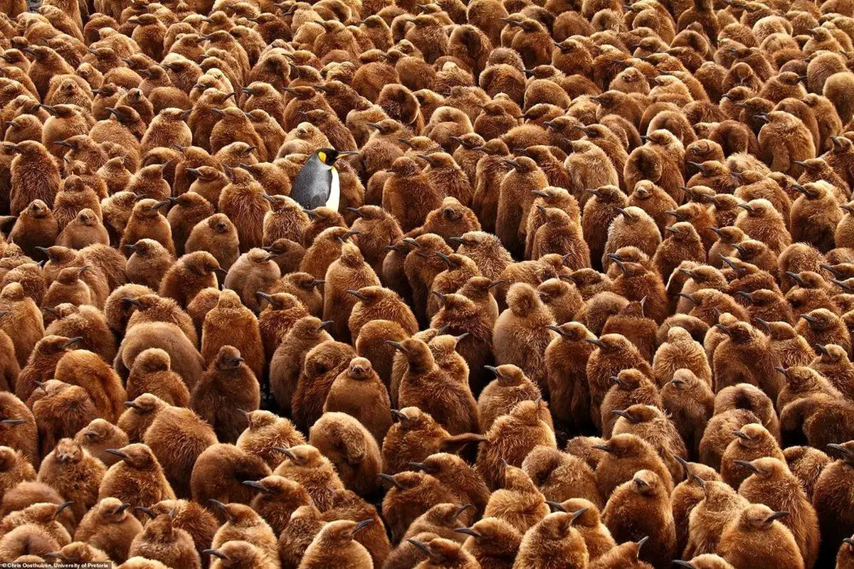 "پادشاه پنگوئن" برنده مسابقه عکاسی جامعه زیست‌شناسی بریتانیا