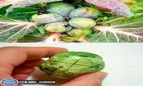 شیطان در کلم بروکسل