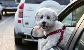 سگ‌گردانی در کرمانشاه ممنوع شد

