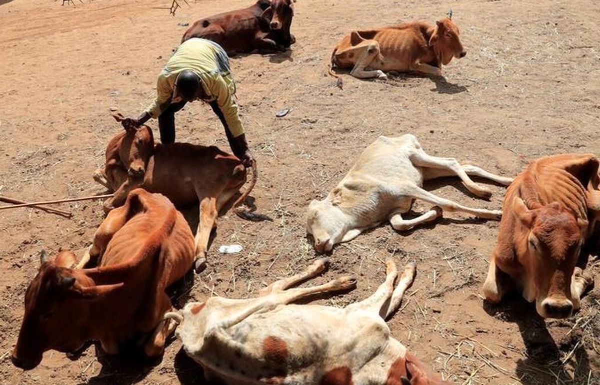 مرگ صدها فیل و جانور وحشی در خشکسالی کنیا