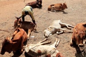 مرگ صد‌ها فیل و جانور وحشی در خشکسالی کنیا