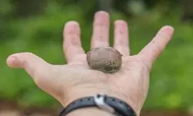 10 ارگانیسم تک سلولی با اندازه ای که باور کردنش دشوار است