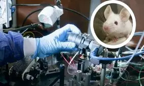 دانشمندان ذهن موش‌ها را خواندند