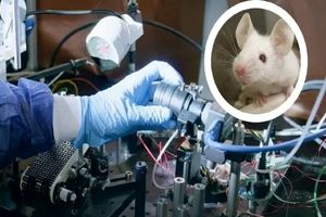 دانشمندان ذهن موشها را خواندند