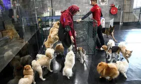 زندگی لوکس سگ‌ها در ایران | از کافه‌های مخصوص تا تولدهای میلیاردی | چهره پنهان یک محبت | عشق یا تجارت احساسات؟