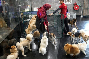 زندگی لوکس سگها در ایران | از کافههای مخصوص تا تولدهای میلیاردی | چهره پنهان یک محبت | عشق یا تجارت احساسات؟