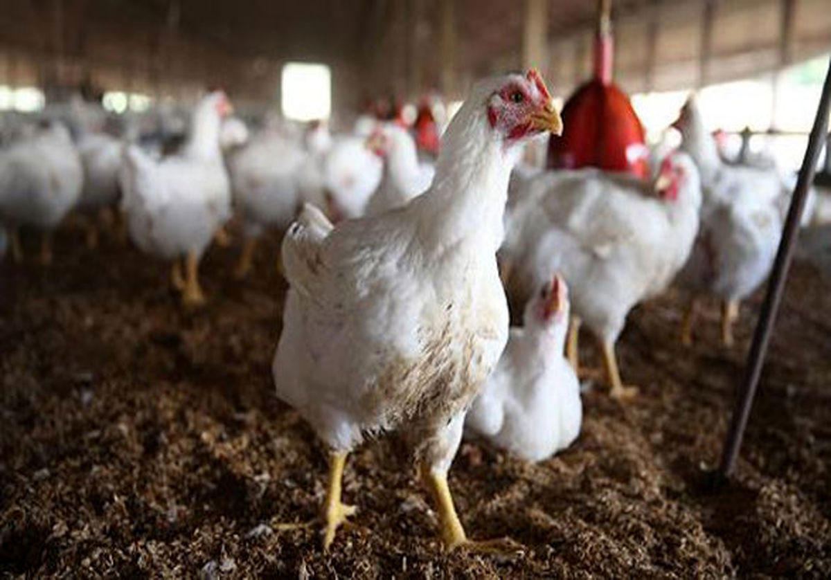 درخواست مرغداران برای افزایش قیمت مرغ