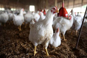 درخواست مرغداران برای افزایش قیمت مرغ
