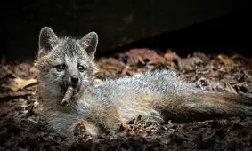 35 عکس تحسین‌شده از لحظات تماشایی حیات وحش