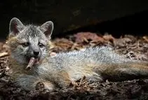 35 عکس تحسین‌شده از لحظات تماشایی حیات وحش