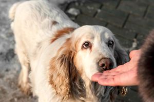 پژوهش جدید: سگ‌ها با استشمام استرس انسان، واکنش‌های اجتنابی یا بدبینانه خواهند داشت
