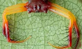 چهره ای از وحشت در دنیای حشرات؛ عنکبوت مثلثی شاخ‌ دار/ تصاویر