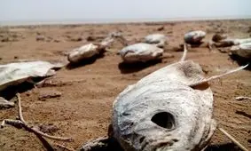 ویدئو/اینجا بیابان نیست، تالاب بین المللی هامون است!