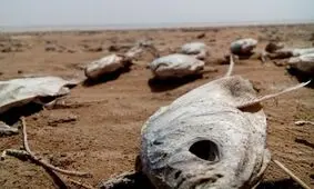 ویدئو/اینجا بیابان نیست، تالاب بین المللی هامون است!