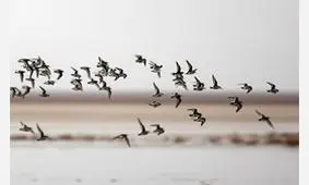 بارش های مناسب پرندگان مهاجر را به پارک ملی دز کشاند