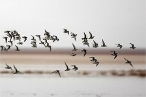 بارش های مناسب پرندگان مهاجر را به پارک ملی دز کشاند