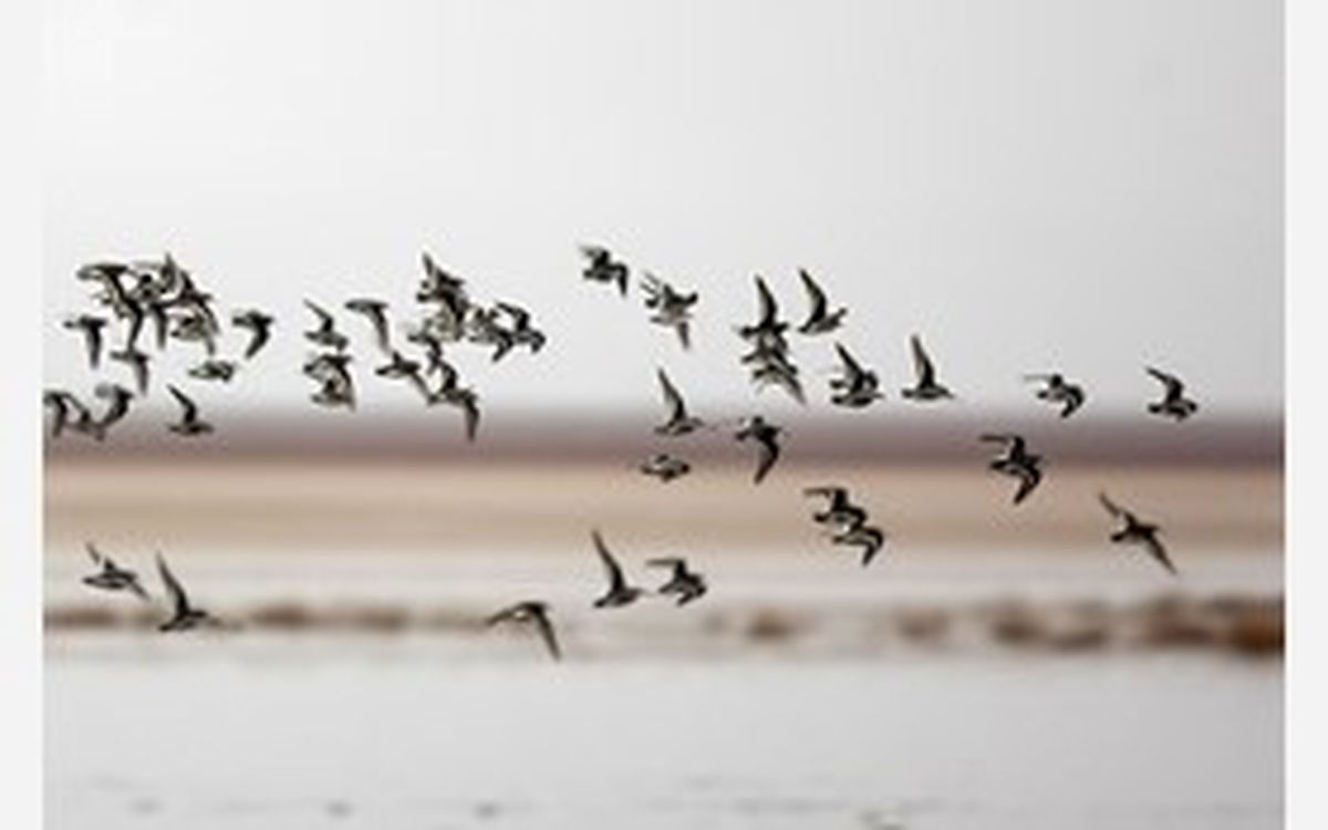 بارش های مناسب پرندگان مهاجر را به پارک ملی دز کشاند