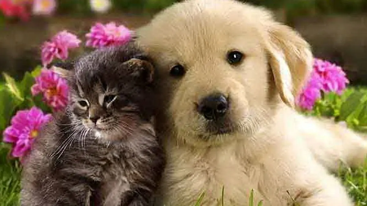 توصیه‌های مهم وزارت بهداشت به افرادی که حیوان خانگی دارند